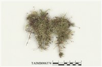 藏品(青苔科)的圖片